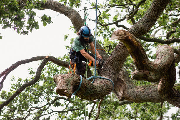 How Our Tree Care Process Works  in  West Park, CA