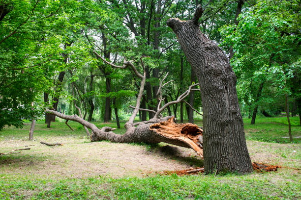 Best Tree Mulching  in West Park, CA