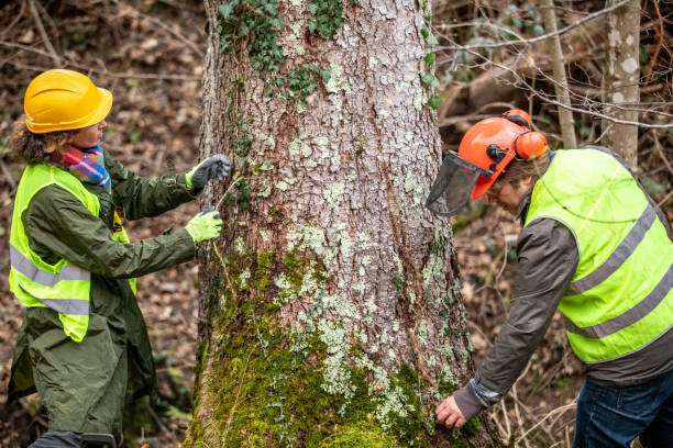 Trusted West Park, CA Tree Care Experts