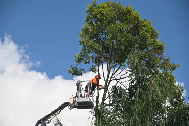 Best Tree Maintenance Programs  in West Park, CA