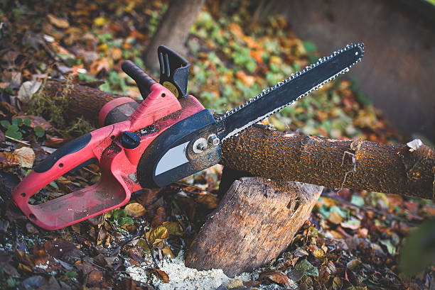Best Tree Trimming and Pruning  in West Park, CA
