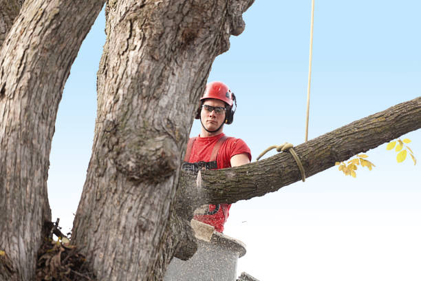 Best Firewood Processing and Delivery  in West Park, CA